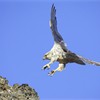 Gyr Falcon - Falco rusticolus - adult female (light phase) in flight, alighting on rock. Iceland. May 2006.